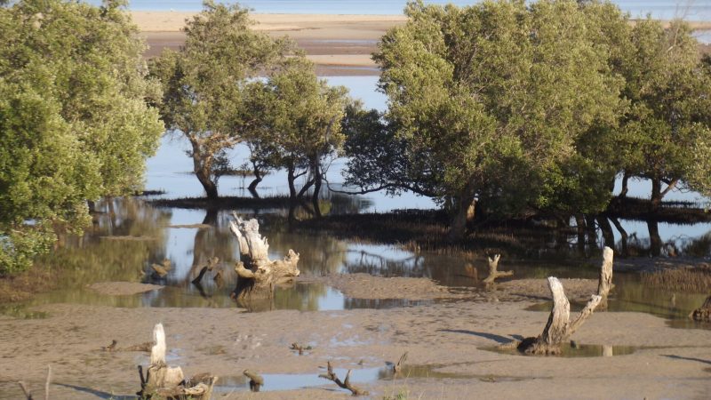 Western Mangrove Forests1