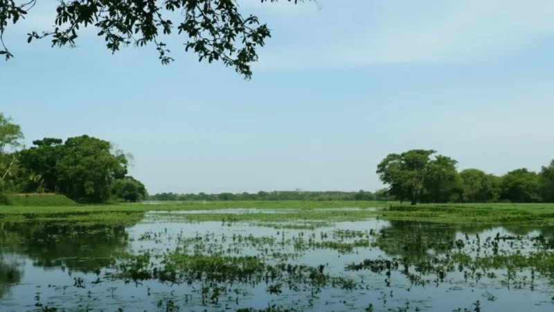 Wetland Lakes – Natural(1)