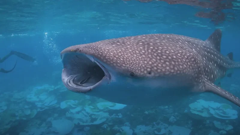 Whale Shark Point(6)