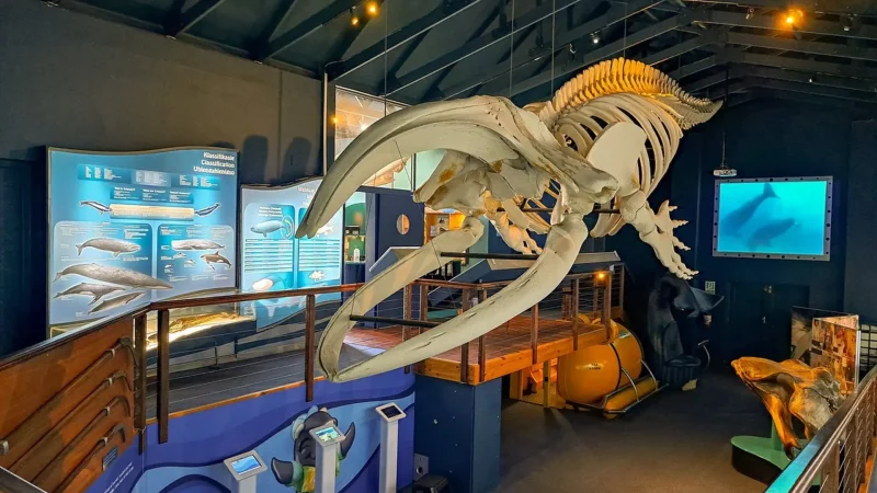 Whale_Museum_тАУ_Local_marine_information_center_01