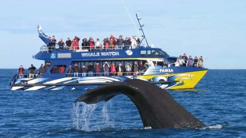 Whale_Watching_Kaik┼Нura_тАУ_Sperm_whale_and_marine_tours_03