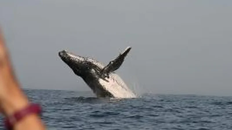 Whale_Watching_Viewpoints_тАУ_Seasonal_sightings_01