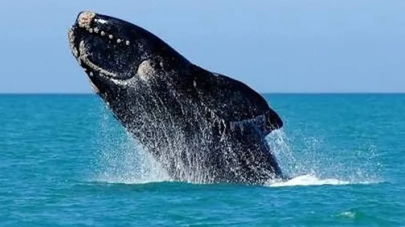 Whale_Watching_Viewpoints_тАУ_Seasonal_whale_sightings_02