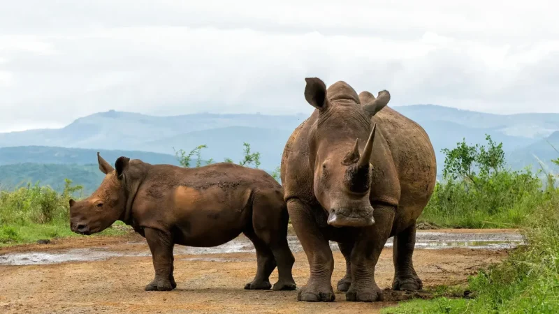 White_Rhino_Conservation_Areas_тАУ_Successful_protection_zones_02