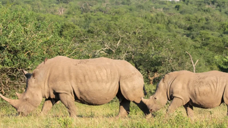 White_Rhino_Conservation_Areas_тАУ_Successful_protection_zones_03