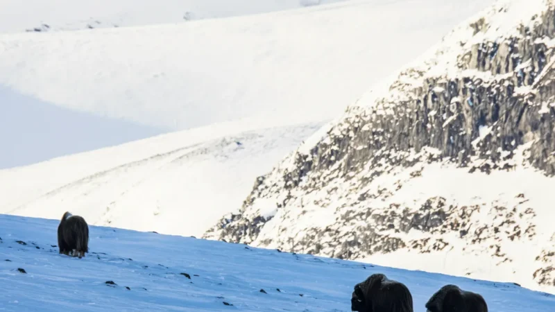 Wildlife Observation Areas – Musk Ox Habitat Nearby(2)