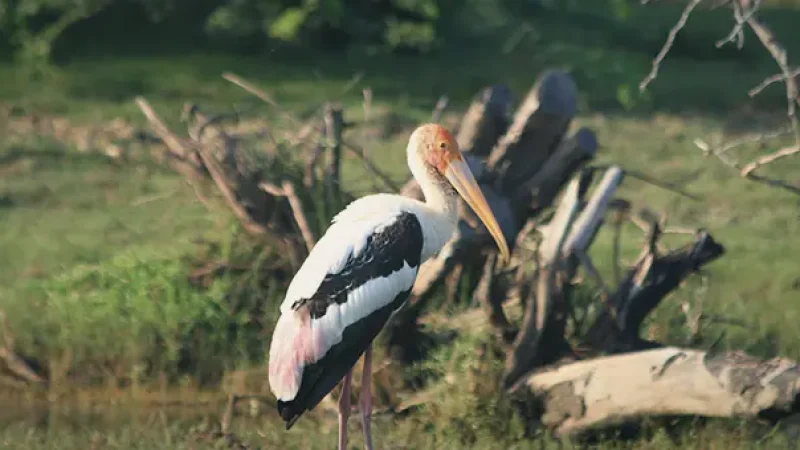 Wildlife Observation Areas – Native plants and animals(6)
