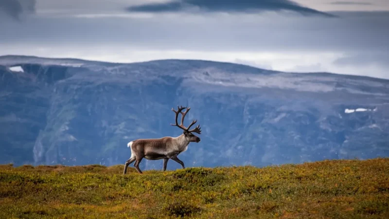 Wildlife Observation Areas – Reindeer habitats(3)