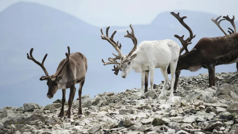 Wildlife Viewing Areas – Reindeer & Bird Habitats(6)