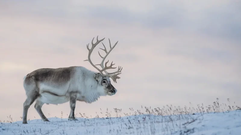 Wildlife Viewing Zones – Reindeer and Arctic birds(6)