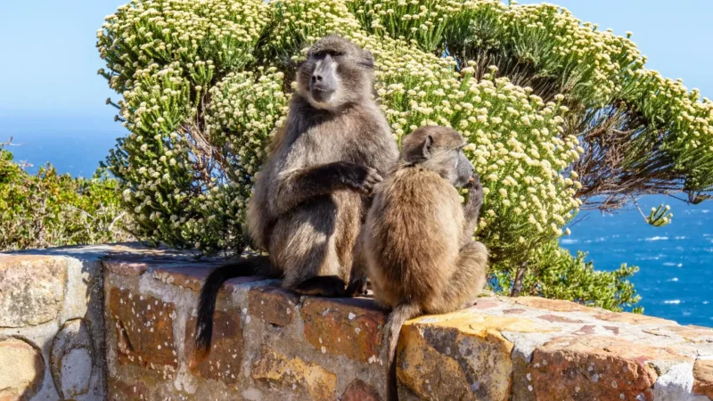 Wildlife_Observation_Areas_тАУ_Ostriches_and_baboons_05