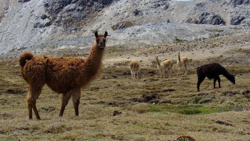 Wildlife_Observation_Zones_–_Andean_fauna_areas__05