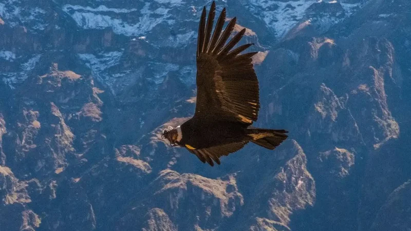 Wildlife_Observation_Zones_–_Andean_fauna_habitats__01