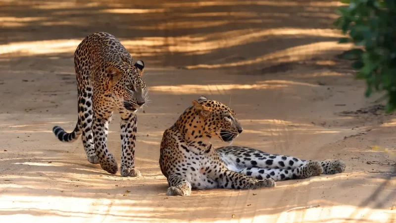 Wilpattu National Park5