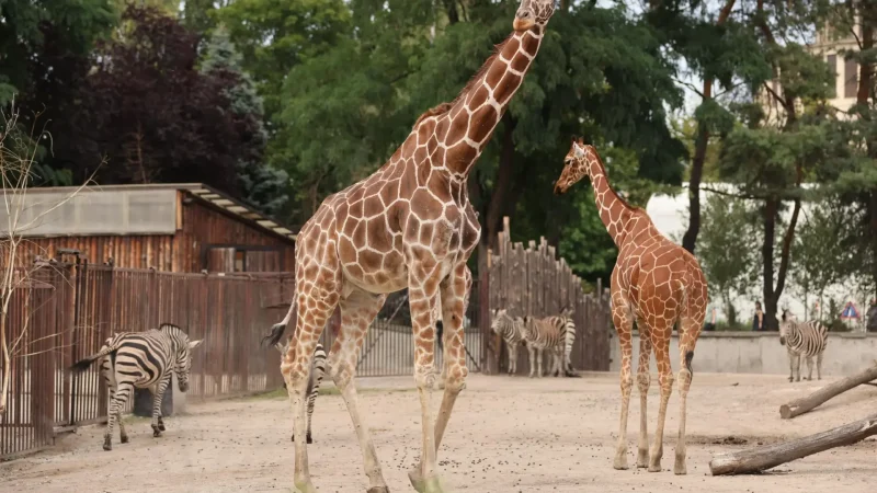 Wrocław_Zoo_01