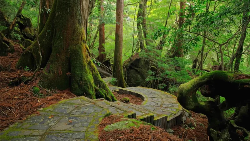 Yakusugi Land(6)