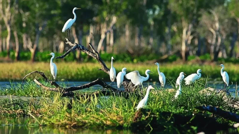 Yellow Water Billabong – Wetlands and Wildlife Cruises(1)