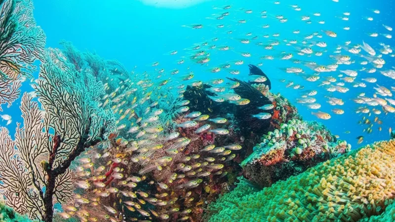 Yonehara Beach (coral & snorkeling beach)(2)