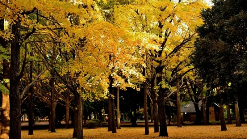 Yoyogi Park(4)