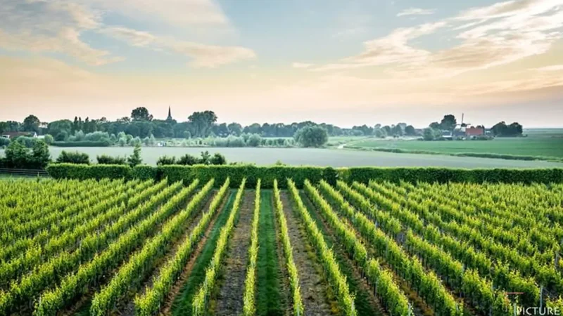 Zeeland_Wine_Estate_Dreischor_05