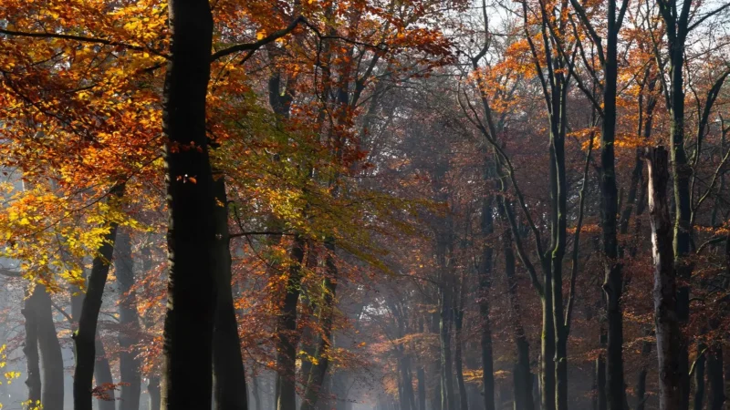 Zeisterbos_(Zeist_Forest)_03