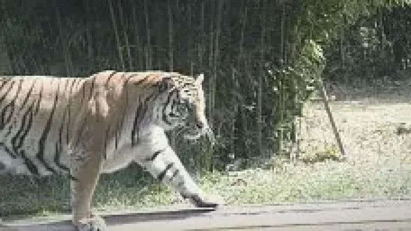 Zoo da Maia Lakes Area(3)