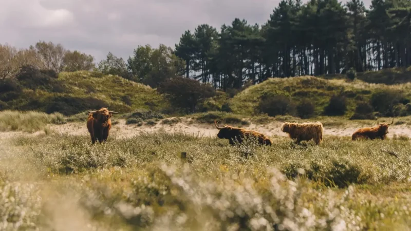Zuid-Kennemerland_National_Park_–_Dune_landscapes_and_wildlife__03