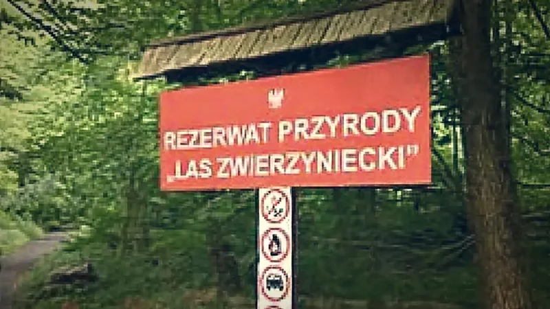 Zwierzyniecki Forest(6)