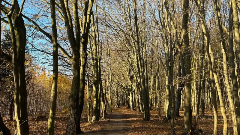 Zwierzyniecki_Forest_04