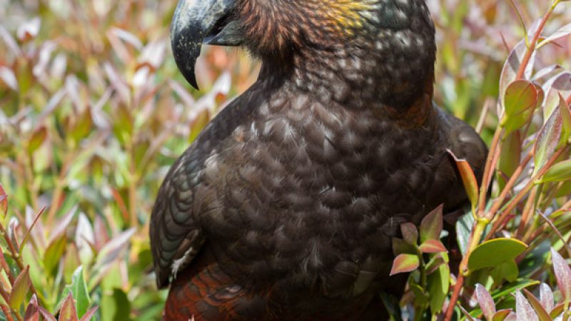 australasia_new_zealand_stewart_island_gallery_kaka