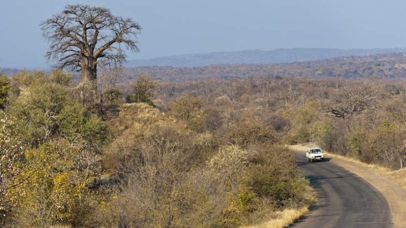 baobab-hill-northern-kruger-786x500