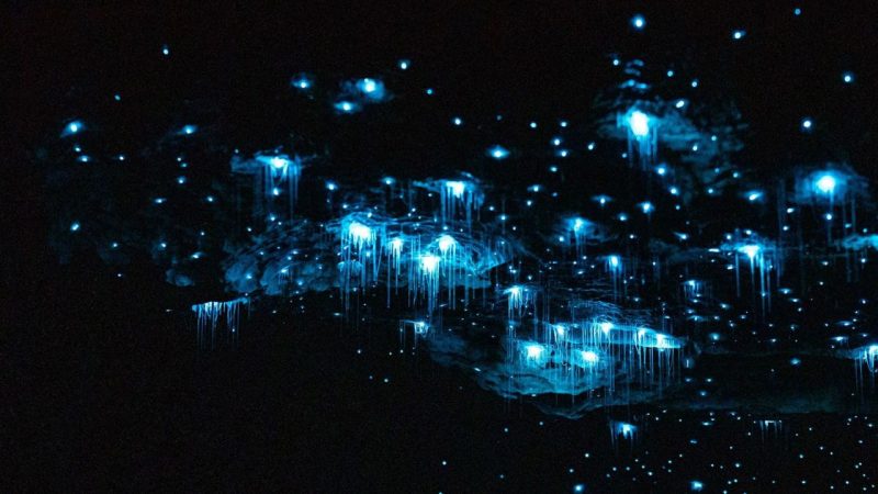 glowworms-min