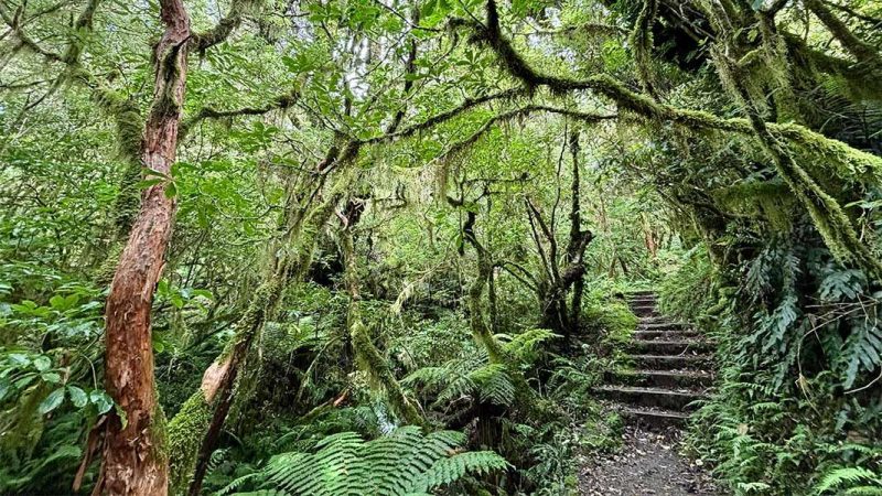 kamahi-loop-track-1067