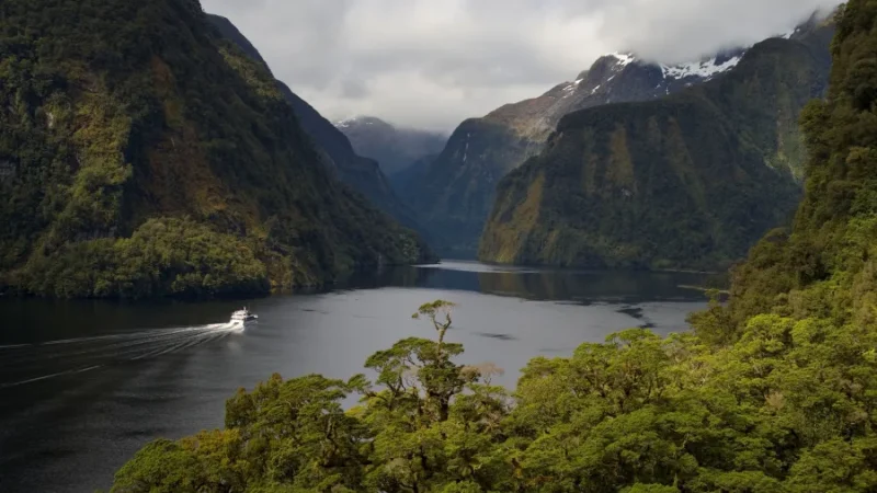 patea-explorer-cruise-doubtful-sound-forest-view