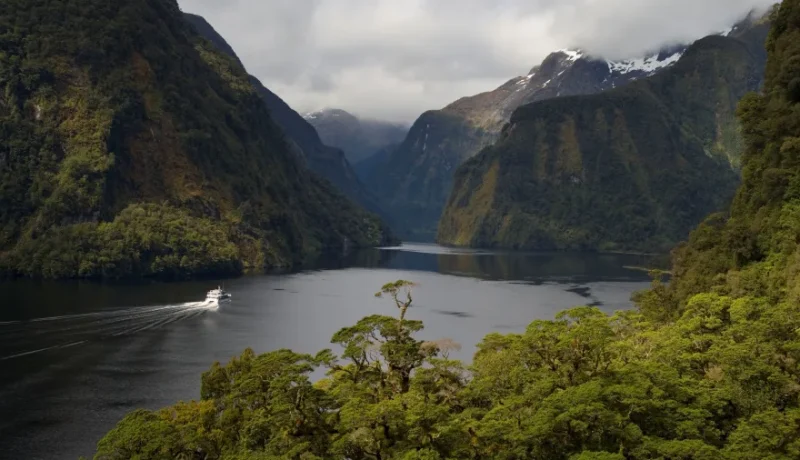 patea-explorer-cruise-doubtful-sound-forest-view