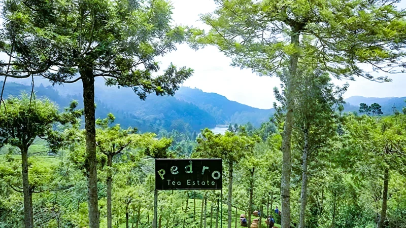 pedro tea estate & viewpoint 01