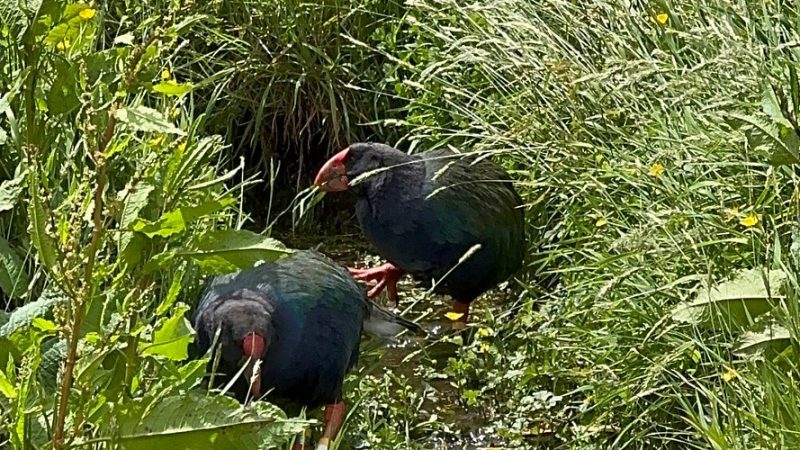 takahe