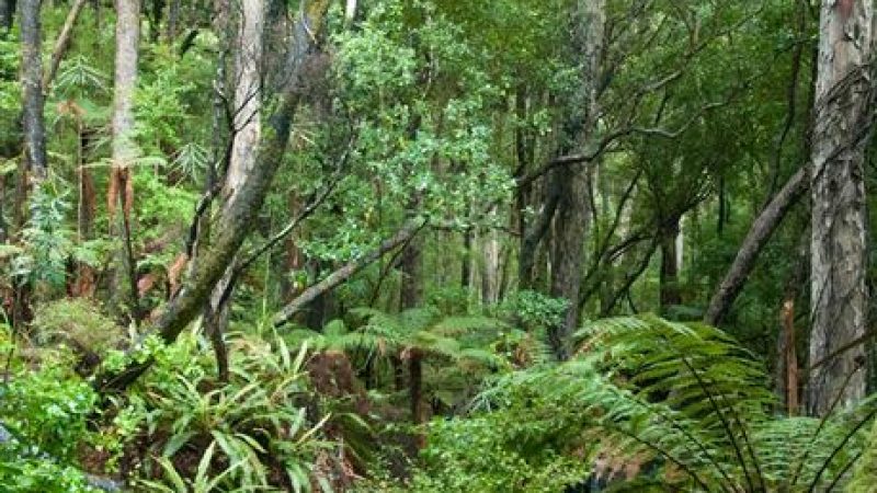 ulva-bush-thumb